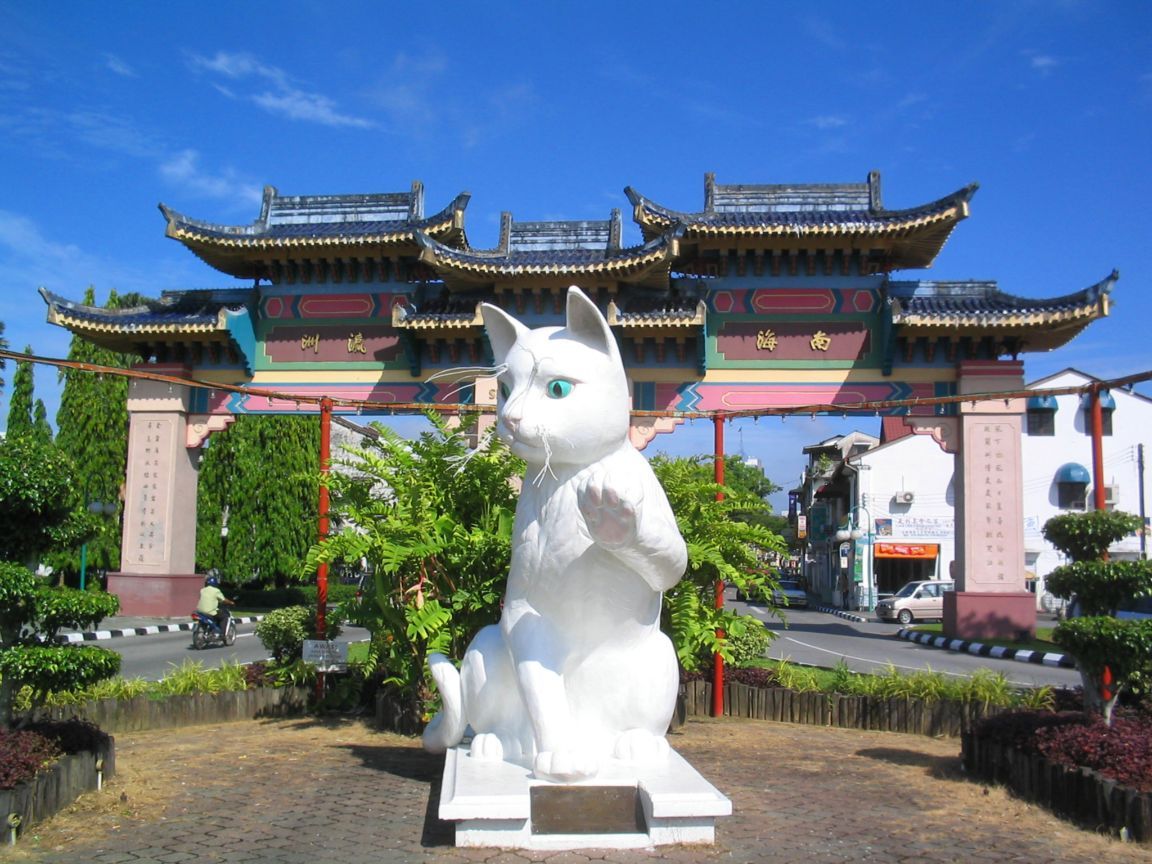 cat