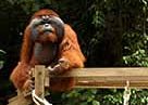 orang utan